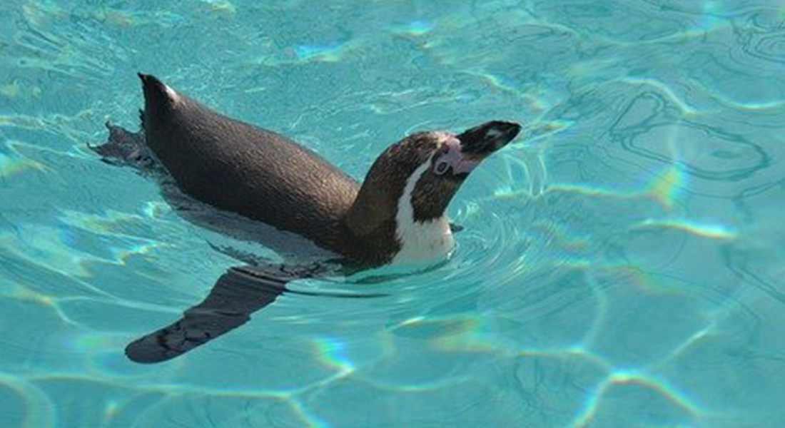 ペンギンの群れの画像
