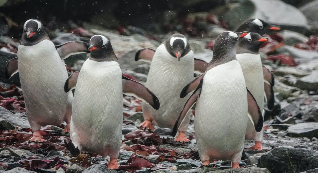 右向ているペンギンの画像